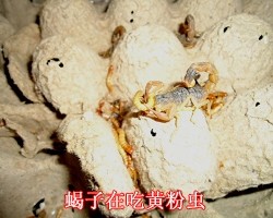 蝎子正在覓食黃粉蟲