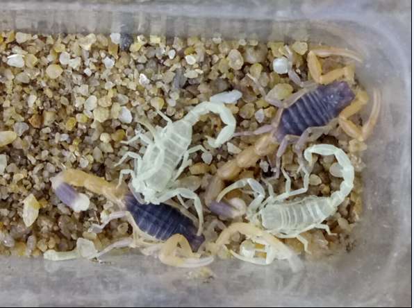 四齡蝎蛻皮