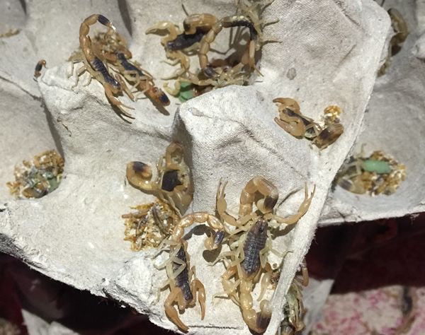 剛蛻皮后的4齡蝎