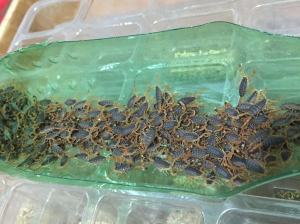 二齡蝎入巢待脫