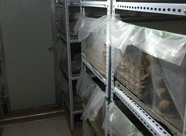 立體架養高溫育肥中