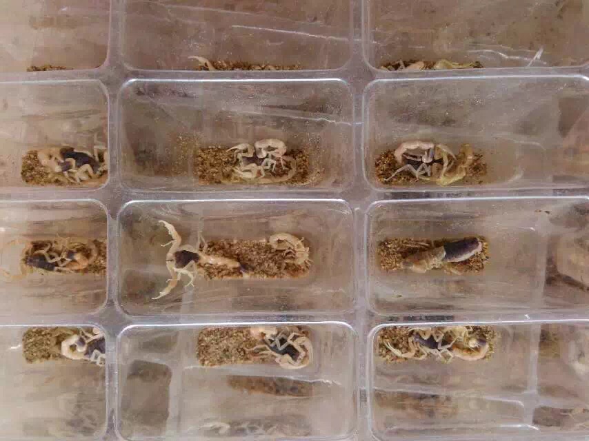 剛蛻皮出來的蝎子