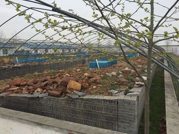 室外仿生態養殖池一角