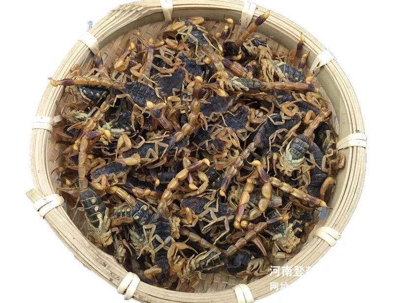 干蝎產品