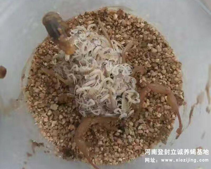母蝎剛產下小蝎苗