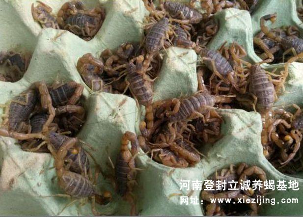 優質待產種蝎