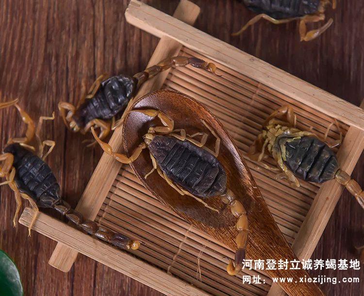 干蝎產品