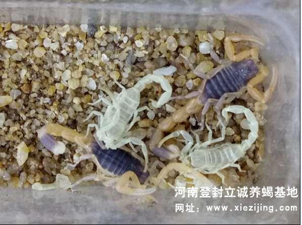 蝎子蛻皮成長