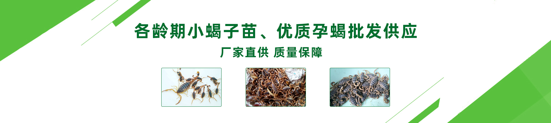 各齡期小蝎子苗，優質孕蝎批發供應
